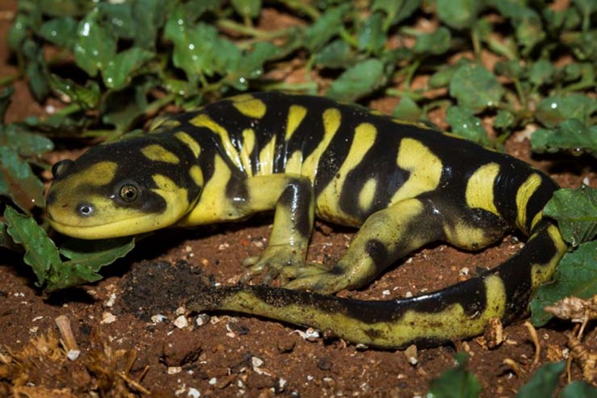 HR message from Tiger Salamander